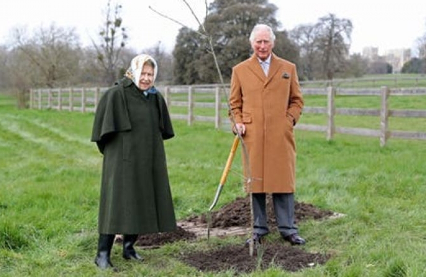 james wild mp queen tree canopy planting