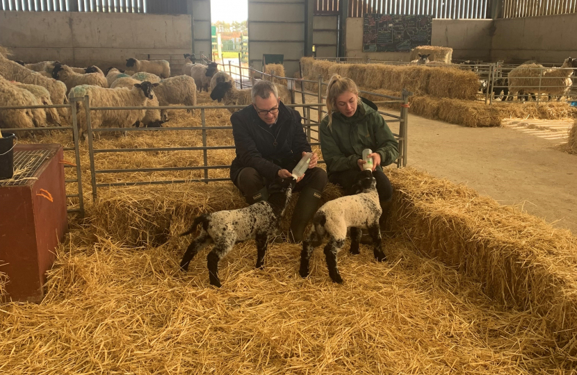 James Wild MP lambing