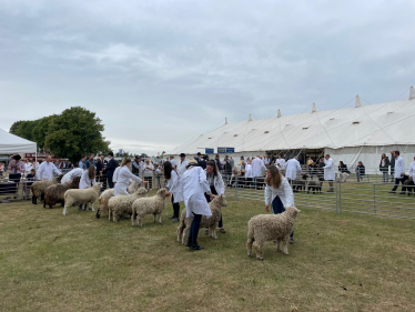 sheep at Royal Norfolk show