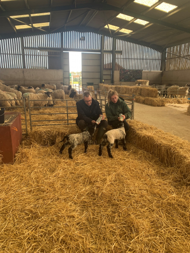 James Wild MP lambing